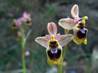 Ophrys tenthredinifera 109, Saxifraga-Ed Stikvoort