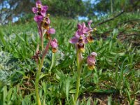 Ophrys tenthredinifera 110, Saxifraga-Ed Stikvoort