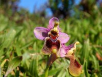 Ophrys tenthredinifera 112, Saxifraga-Ed Stikvoort