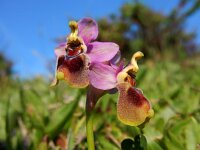 Ophrys tenthredinifera 113, Saxifraga-Ed Stikvoort