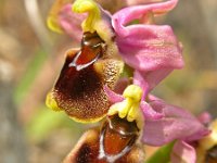 Ophrys tenthredinifera 12, Saxifraga-Hans Dekker