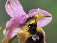 Ophrys tenthredinifera 122, Saxifraga-Hans Dekker