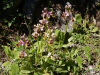 Ophrys tenthredinifera 130, Saxifraga-Peter Meininger