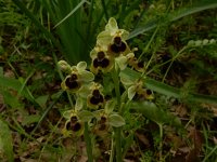 Ophrys tenthredinifera 131, Saxifraga-Peter Meininger
