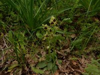 Ophrys tenthredinifera 132, Saxifraga-Peter Meininger