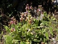 Ophrys tenthredinifera 133, Saxifraga-Peter Meininger