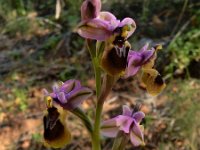 Ophrys tenthredinifera 134, Saxifraga-Peter Meininger