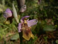 Ophrys tenthredinifera 135, Saxifraga-Peter Meininger