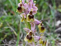 Ophrys tenthredinifera 136, Saxifraga-Harry Jans