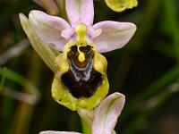 Ophrys tenthredinifera 137, Saxifraga-Harry Jans