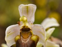 Ophrys tenthredinifera 138, Saxifraga-Harry Jans