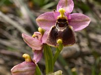 Ophrys tenthredinifera 139, Saxifraga-Harry Jans