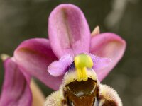 Ophrys tenthredinifera 141, Saxifraga-Harry Jans