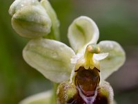 Ophrys tenthredinifera 142, Saxifraga-Harry Jans