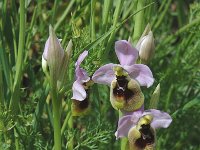 Ophrys tenthredinifera 2, Saxifraga-Jan van der Straaten