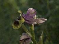 Ophrys tenthredinifera 20, Saxifraga-Jan van der Straaten