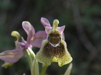 Ophrys tenthredinifera 21, Saxifraga-Willem van Kruijsbergen