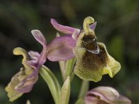 Ophrys tenthredinifera 23, Saxifraga-Willem van Kruijsbergen