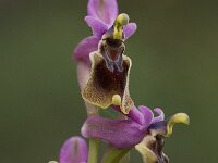 Ophrys tenthredinifera 24, Saxifraga-Willem van Kruijsbergen