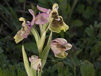 Ophrys tenthredinifera 25, Saxifraga-Willem van Kruijsbergen