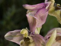 Ophrys tenthredinifera 26, Saxifraga-Willem van Kruijsbergen
