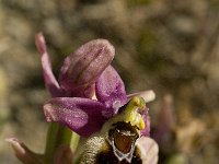 Ophrys tenthredinifera 28, Saxifraga-Willem van Kruijsbergen