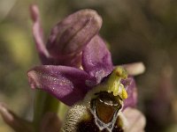 Ophrys tenthredinifera 29, Saxifraga-Willem van Kruijsbergen
