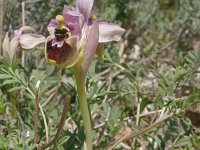 Ophrys tenthredinifera 3, Saxifraga-Rien Schot