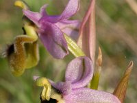Ophrys tenthredinifera 4, Saxifraga-Rien Schot