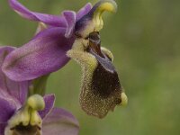 Ophrys tenthredinifera 40, Saxifraga-Jan van der Straaten