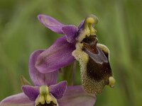 Ophrys tenthredinifera 41, Saxifraga-Willem van Kruijsbergen