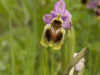 Ophrys tenthredinifera 42, Saxifraga-Jan van der Straaten