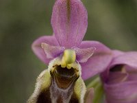 Ophrys tenthredinifera 43, Saxifraga-Willem van Kruijsbergen