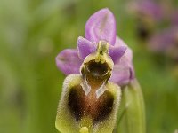 Ophrys tenthredinifera 44, Saxifraga-Jan van der Straaten