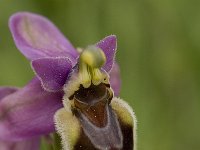 Ophrys tenthredinifera 45, Saxifraga-Willem van Kruijsbergen