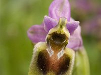 Ophrys tenthredinifera 46, Saxifraga-Jan van der Straaten