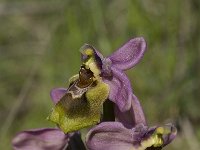 Ophrys tenthredinifera 47, Saxifraga-Willem van Kruijsbergen