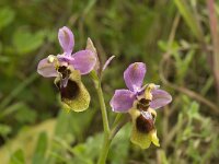 Ophrys tenthredinifera 48, Saxifraga-Jan van der Straaten