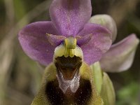 Ophrys tenthredinifera 49, Saxifraga-Willem van Kruijsbergen