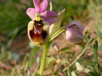 Ophrys tenthredinifera 5, Saxifraga-Rien Schot