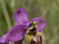 Ophrys tenthredinifera 51 Saxifraga-Willem van Kruijsbergen