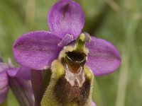 Ophrys tenthredinifera 54, Saxifraga-Jan van der Straaten