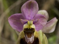 Ophrys tenthredinifera 55, Saxifraga-Willem van Kruijsbergen