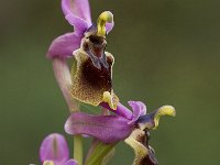 Ophrys tenthredinifera 57, Saxifraga-Willem van Kruijsbergen