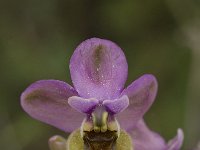 Ophrys tenthredinifera 59, Saxifraga-Willem van Kruijsbergen