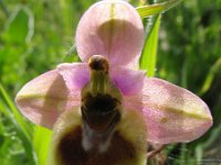 Ophrys tenthredinifera 6, Saxifraga-Rutger Barendse