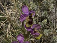 Ophrys tenthredinifera 60, Saxifraga-Willem van Kruijsbergen