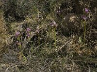 Ophrys tenthredinifera 61, Saxifraga-Willem van Kruijsbergen