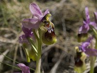 Ophrys tenthredinifera 62, Saxifraga-Willem van Kruijsbergen