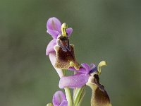 Ophrys tenthredinifera 65, Saxifraga-Jan van der Straaten